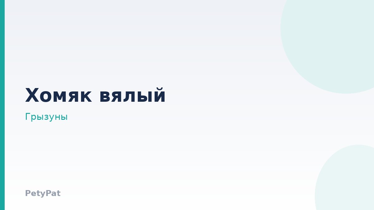Хомяк вялый и не встаёт
