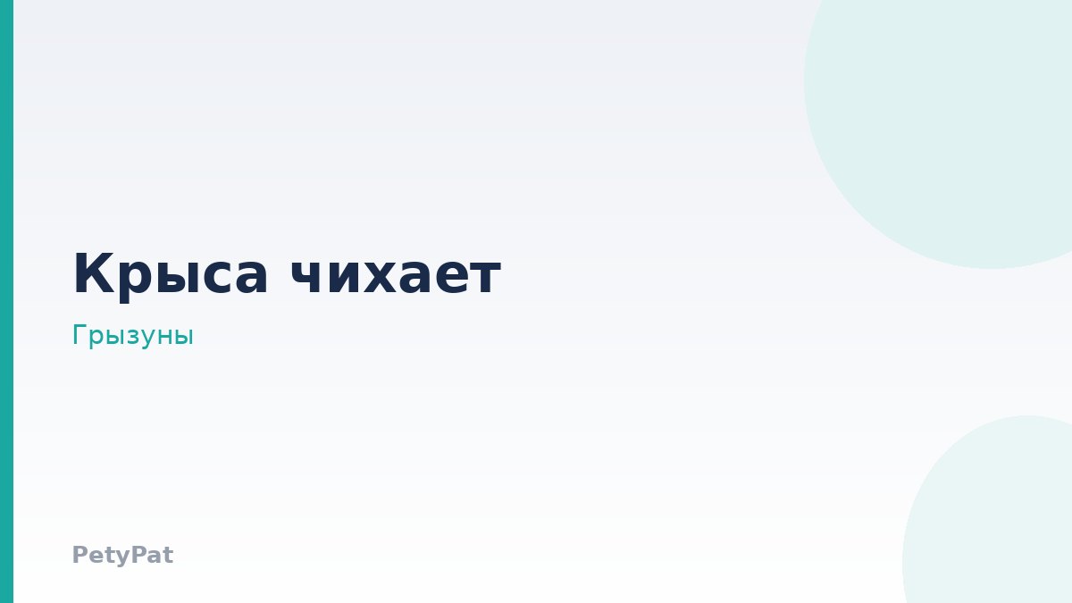 Крыса чихает