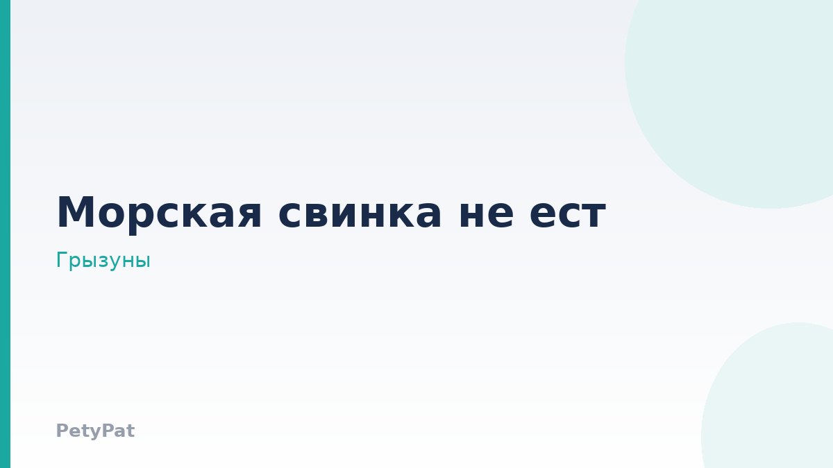 Морская свинка не ест
