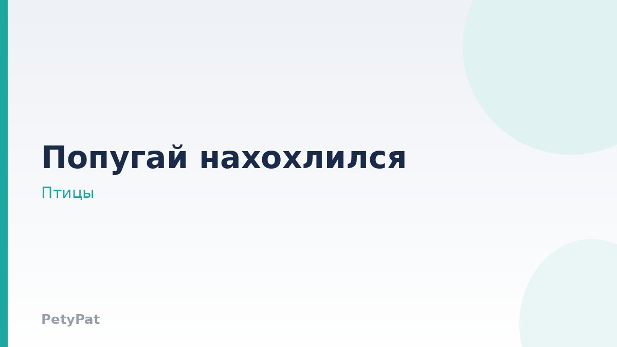Попугай нахохлился