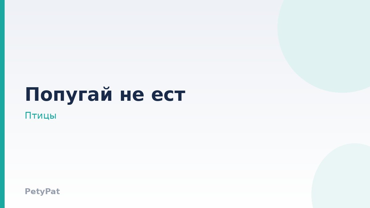 Попугай не ест
