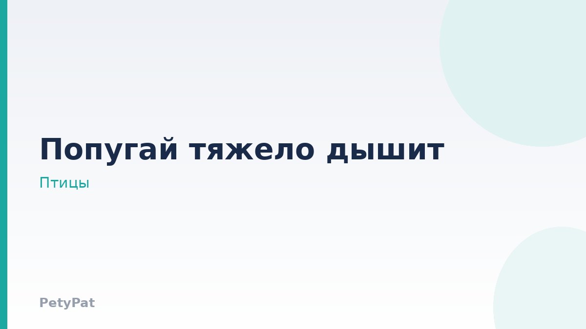 Попугай тяжело дышит