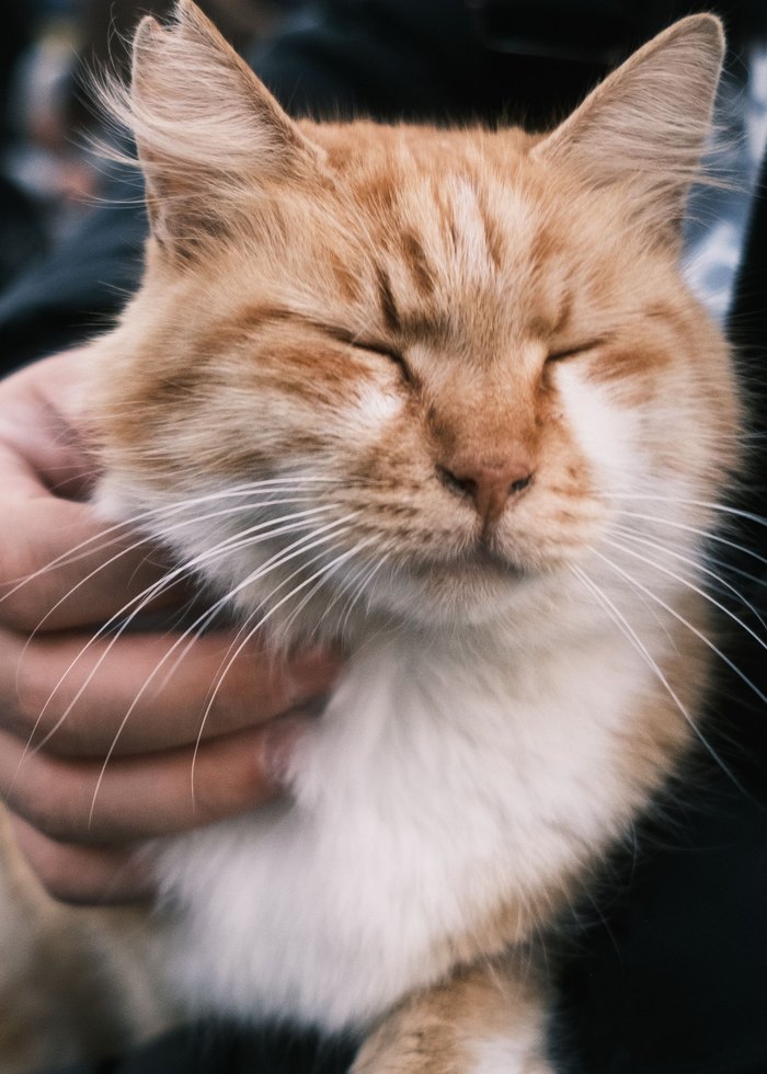 Рыжий кот на руках — ветеринарная помощь для кошек